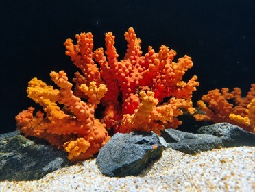 四国水族館の写真