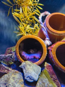 四国水族館の写真