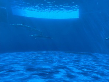 四国水族館の写真