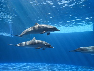 四国水族館の写真