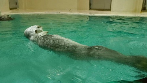 ラッコが前脚を胸に乗せ、仰向けで水面に浮かんでいる。