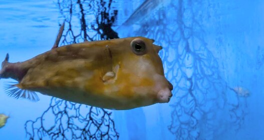 角のような突起を持つ褐色の魚が、青い水槽で右を向いている。