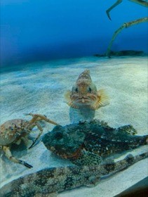 砂地の水槽で魚が正面を向き、その手前に平たい魚とカニがいる。