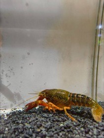 茶色と橙色のザリガニが、黒い砂利の上にいる。
