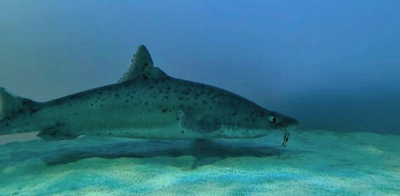 砂地の底近くに、斑点模様の大きな魚がいる。