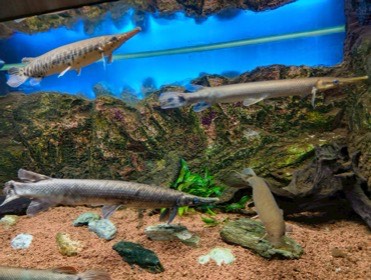 長い口先の魚たちが、流木のある水槽を泳ぐ。