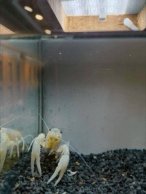 白いザリガニが、触角とはさみを前に伸ばしている。