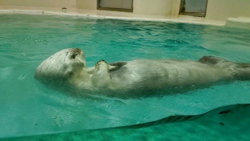 ラッコが顔を水面から出し、前脚を胸元に寄せて浮かんでいる。