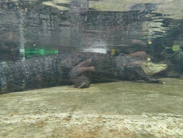 水底に横たわるワニを、ガラス越しに横から見る。