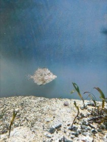 とげのある丸い魚が、砂地と海藻の上を泳ぐ。