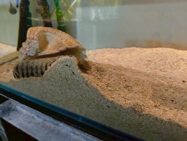 砂に半ば埋まった透明な筒から、縞模様の甲殻類の体が見える。