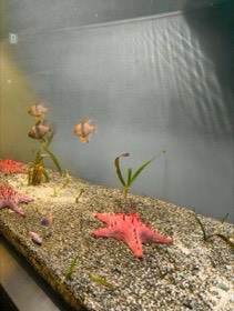 赤いヒトデが砂利に広がり、その上を小さな魚が泳ぐ。