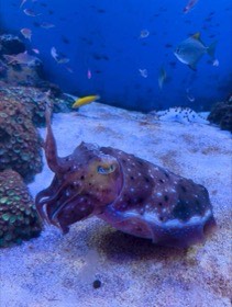 まだら模様のコウイカの仲間が、砂地で腕を前に伸ばしている。