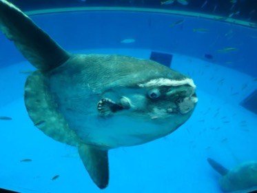 大きなマンボウが、ひれを上下に伸ばして水槽の手前を泳ぐ。