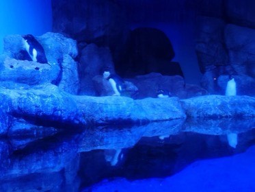 青く照らされた岩場にペンギンが並び、水面に姿が映る。