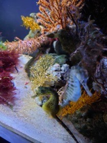 海藻と岩のそばに、淡い色のタツノオトシゴがいる。