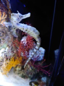白っぽいタツノオトシゴが、長い尾を巻きながら横を向く。