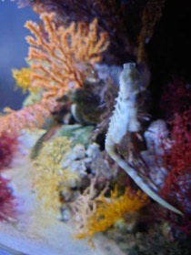 枝状の海藻の前で、タツノオトシゴが体を縦に伸ばしている。