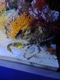 砂地の底近くに、尾を丸めたタツノオトシゴが並んでいる。
