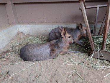 長い耳の2頭の動物が、干し草のある地面に並んでいる。