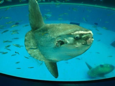 小魚に囲まれたマンボウが、丸い体を横に向けて泳ぐ。