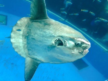 マンボウの目と小さな口を横から見る。