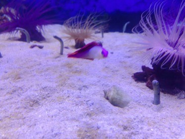 砂から細長い魚が顔を出し、イソギンチャクの間を紫色の魚が泳ぐ。