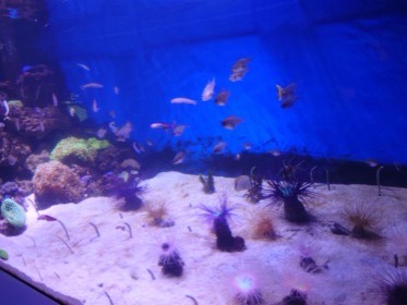 イソギンチャクが点在する砂地の上を、小さな魚の群れが泳ぐ。