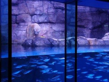 上段の岩場にホッキョクグマがいて、下段には魚の群れが見える。