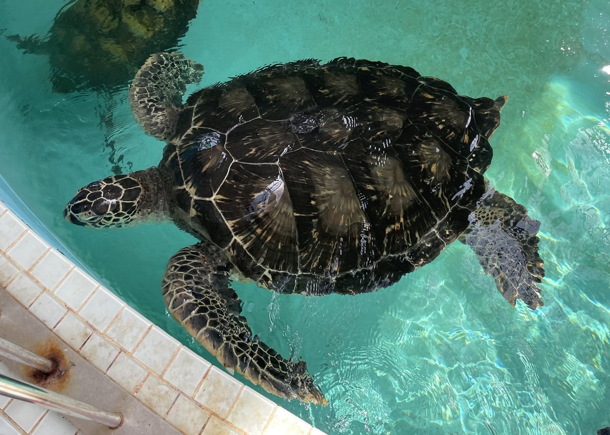 ウミガメ公園 ウミガメ水族館