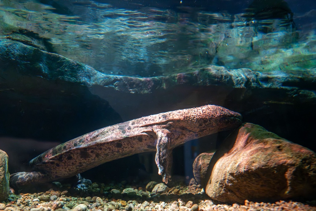 赤目滝水族館