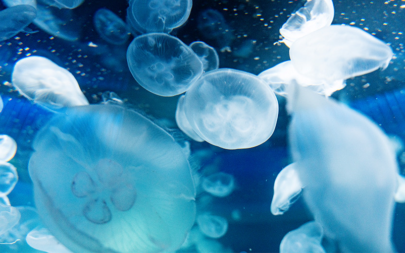 広島もとまち水族館