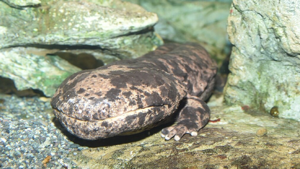 井の頭自然文化園 水生物館