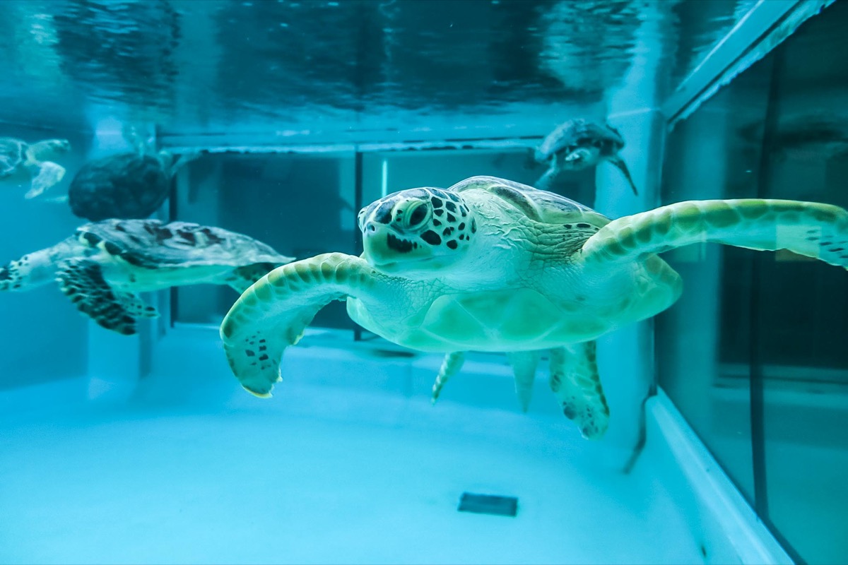 久米島ウミガメ館
