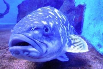 室蘭民報みんなの水族館