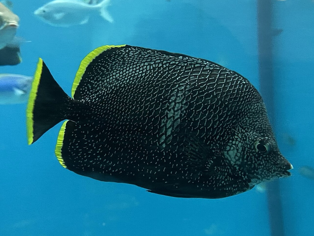 小笠原水産センター 小さな水族館