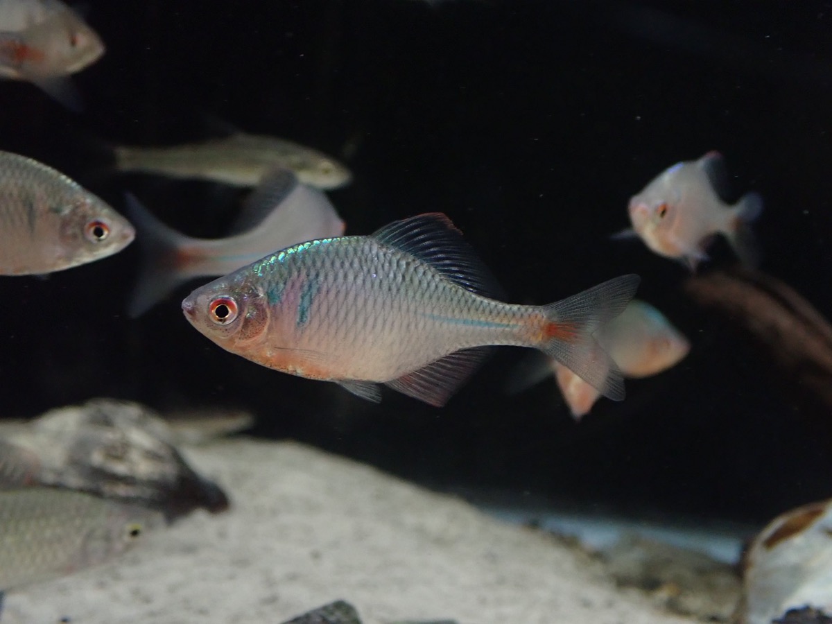 やながわ有明海水族館